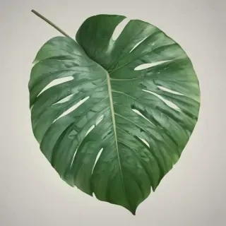 tropical leaf png