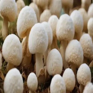 puffball mushroom