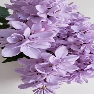 lilac aesthetic