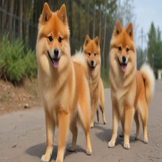 finnish spitz dog breed