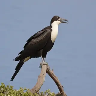 frigate bird