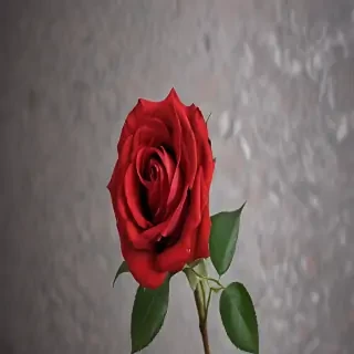 image of a red rose