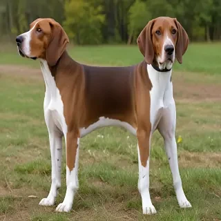 american english coonhound