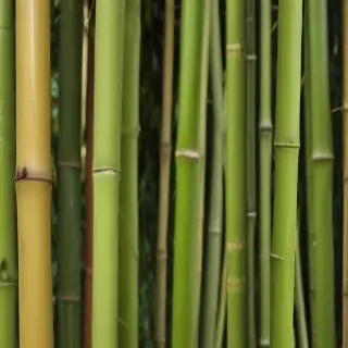 bamboo background
