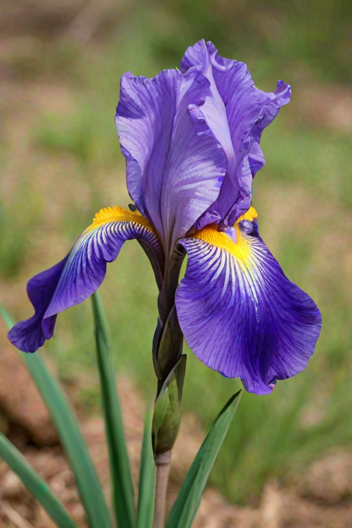 iris flower