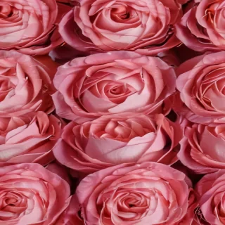 rose rose wallpaper