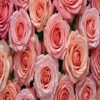 roses background wallpaper