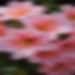 azalea flower