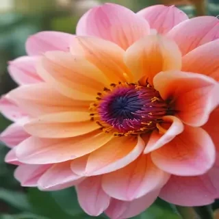 iphone flower nature wallpaper