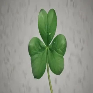 4 leaf clover png