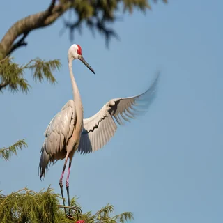 crane bird