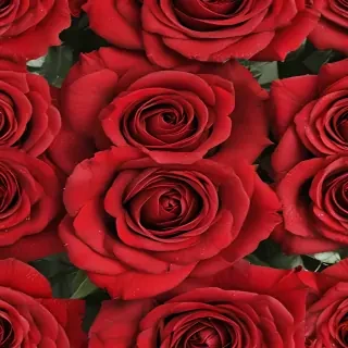 red rose background
