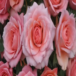 rose wallpaper background