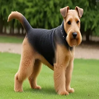 welsh terrier dog breed