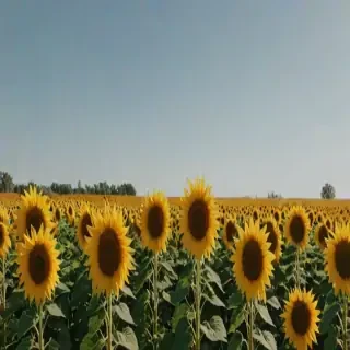 aesthetic sunflower background