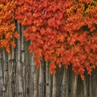 autumn background iphone