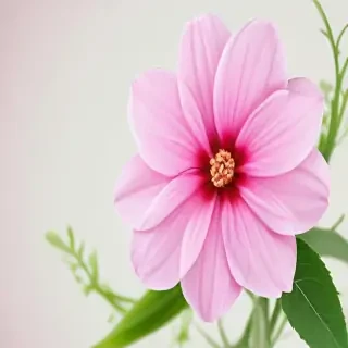 pink flower transparent background