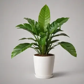 house plant png