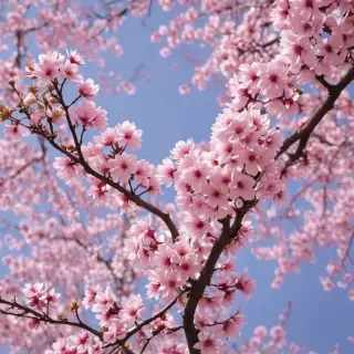 cherry blossom background wallpaper