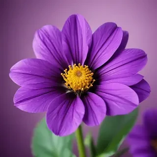 purple flower iphone wallpaper