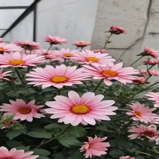 flowers aesthetic