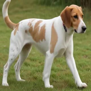 english foxhound