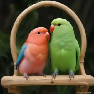 lovebird