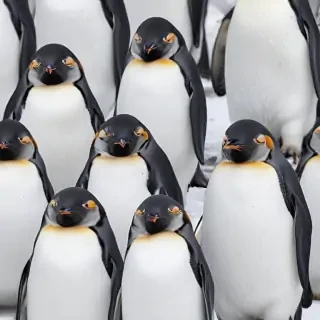 penguin backgrounds
