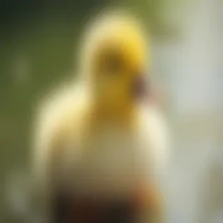 cute duck wallpaper