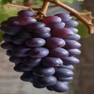 grape png
