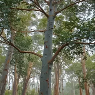 transparent eucalyptus