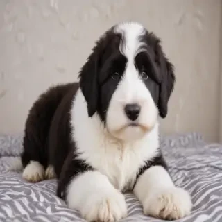 sheepadoodle dog breed