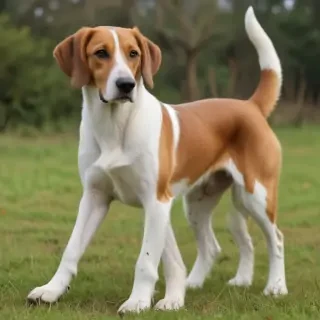 english foxhound
