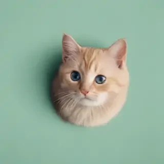 cat iphone background
