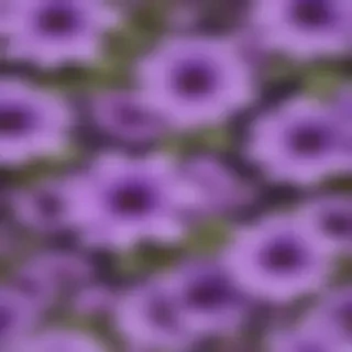 purple flowers transparent background
