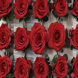 red roses aesthetic