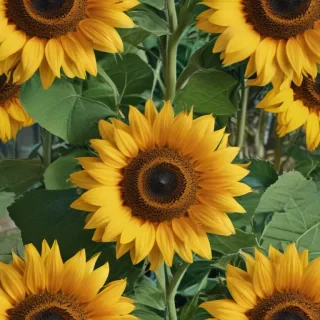 sunflower computer wallpaper