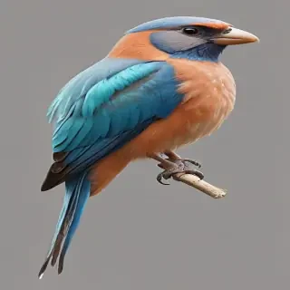 bird transparent