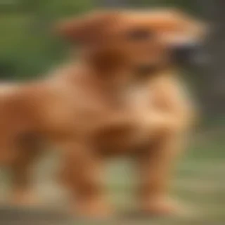 broholmer dog breed