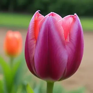 tulip flower