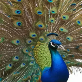 peacock png