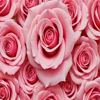 wallpaper iphone rose