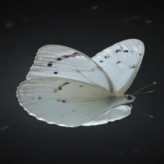 white butterfly png