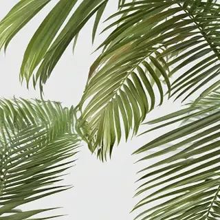 palm tree leaf png