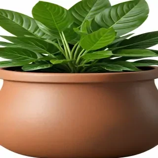 pot png