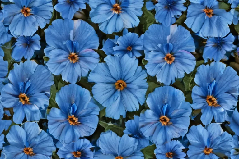 A Beautiful Display of Vibrant Blue Flowers in Full Bloom Together.