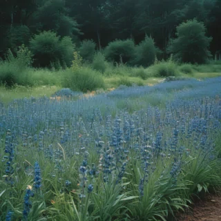 border blue