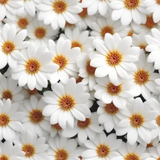 flower white bg