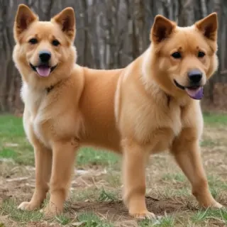 ba shar dog breed