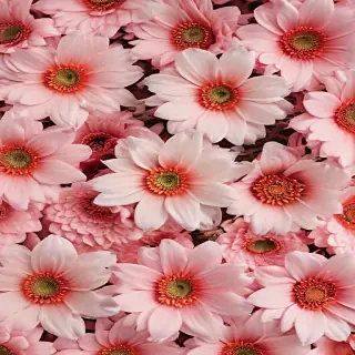 wallpaper aesthetic flowers